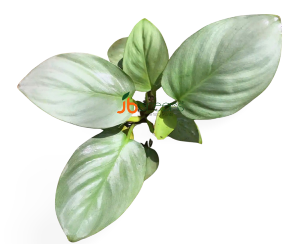 Homalomena sp. Silver Green