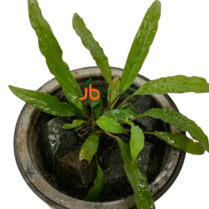 Homalomena sp Sulawesi