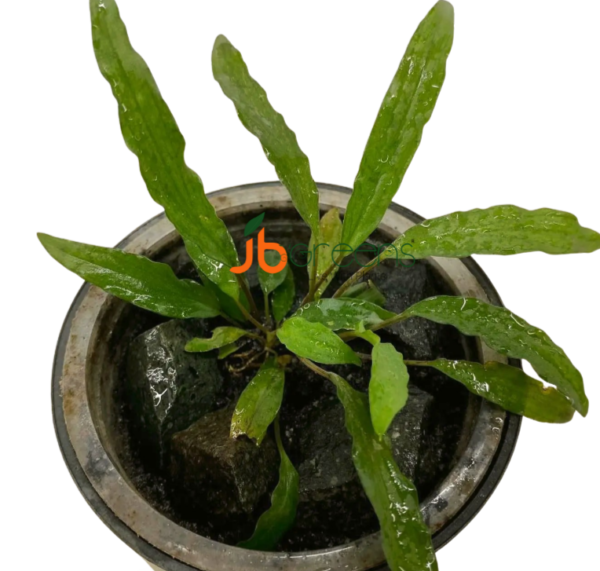 Homalomena sp Sulawesi