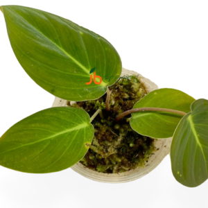 Homalomena sp Sumatra