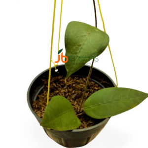 Hoya Aceh Gomas