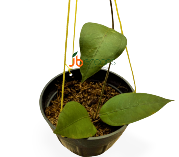 Hoya Aceh Gomas