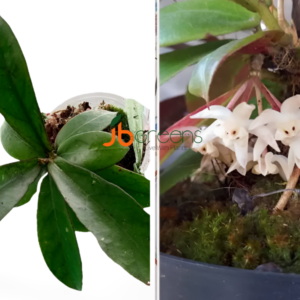 Hoya Buntokensis S. Rahayu & Rodda.