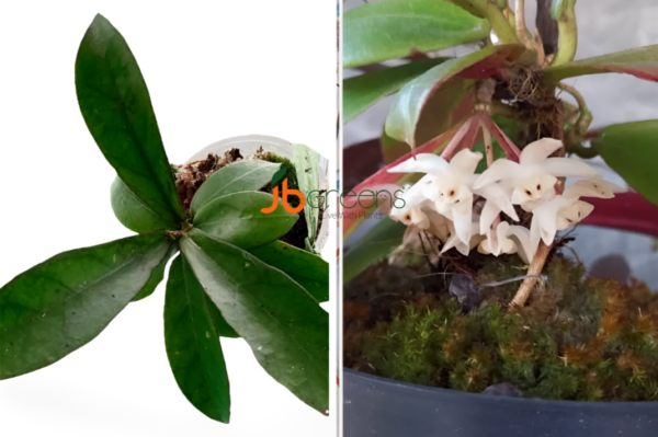Hoya Buntokensis S. Rahayu & Rodda.