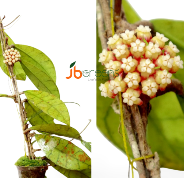 Hoya Callistophylla T. Green