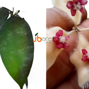 Hoya Caudata Hook.f.