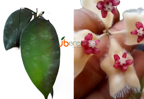 Hoya Caudata Hook.f.