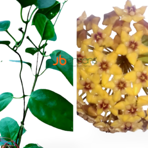 Hoya Coriacea Lindl