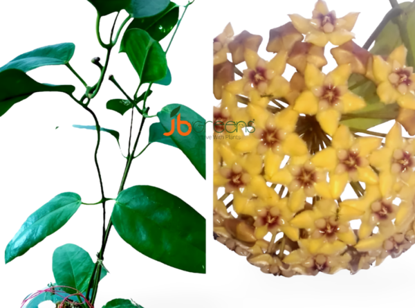 Hoya Coriacea Lindl