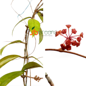 Hoya Finlaysonii Wight.