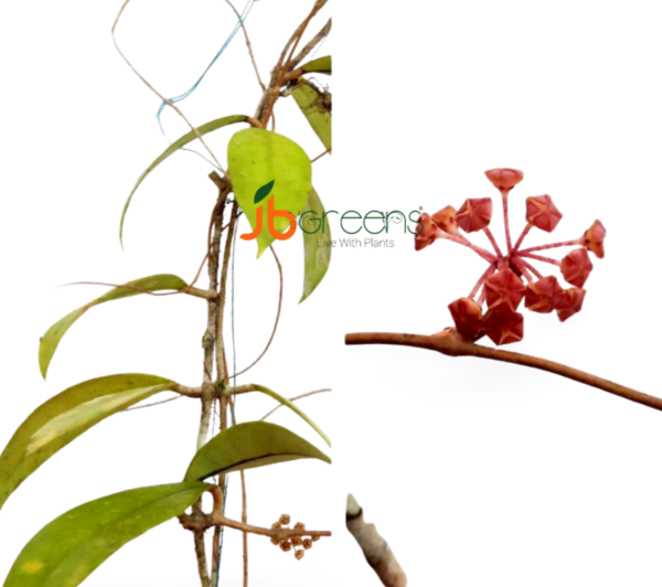 Hoya Finlaysonii Wight.