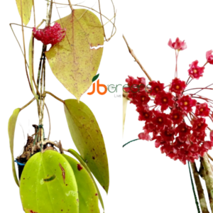 Hoya Glabra Schltr.