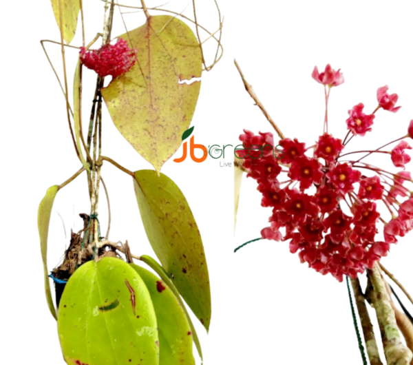 Hoya Glabra Schltr.