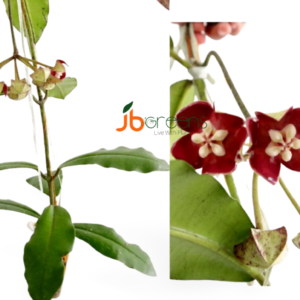 Hoya Imperialis Lindl.