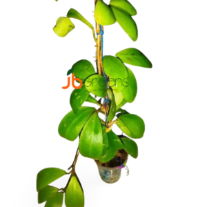 Hoya Incurvula Schltr.