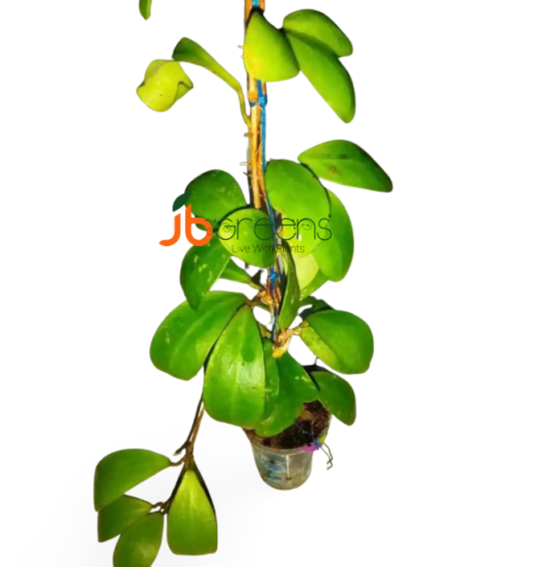 Hoya Incurvula Schltr.