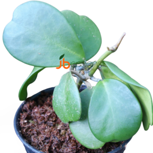 Hoya Kerii Craib