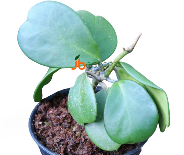 Hoya Kerii Craib