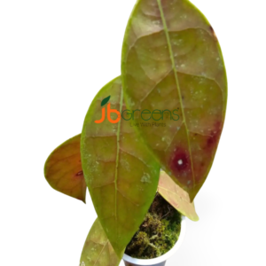 Hoya Lambii T. Green