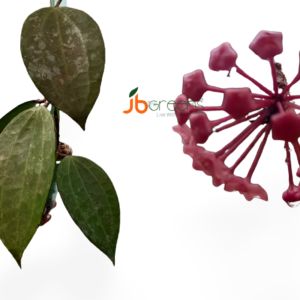 Hoya Latifolia G.Don