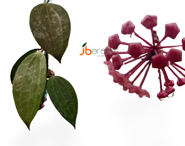 Hoya Latifolia G.Don