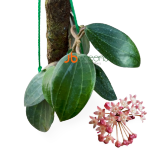 Hoya Macrophylla Blume