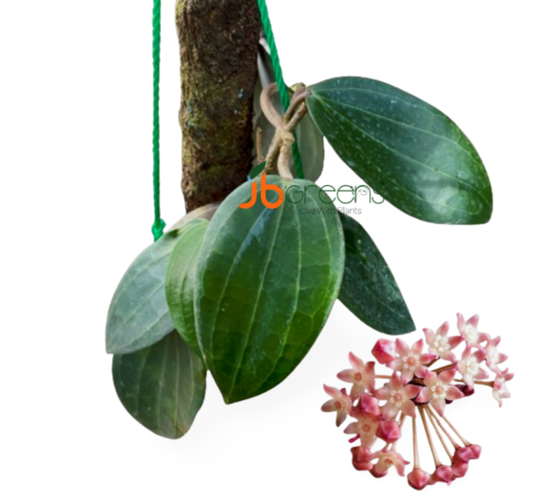 Hoya Macrophylla Blume