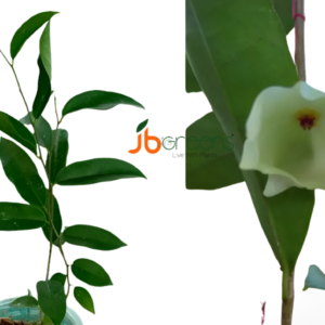 Hoya Mappigera Rodda & Simonsson.