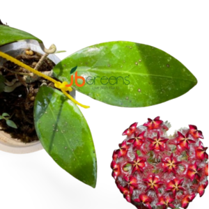 Hoya Mindorensis
