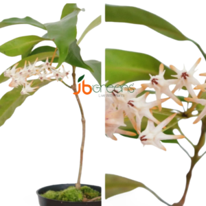 Hoya Multiflora