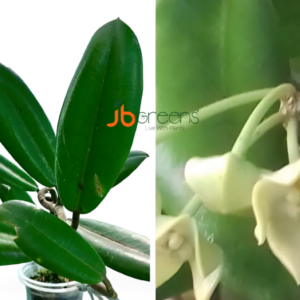 Hoya Obstusifolia
