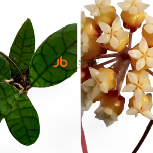 Hoya Ranuensis