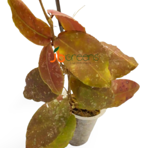 Hoya Undulata