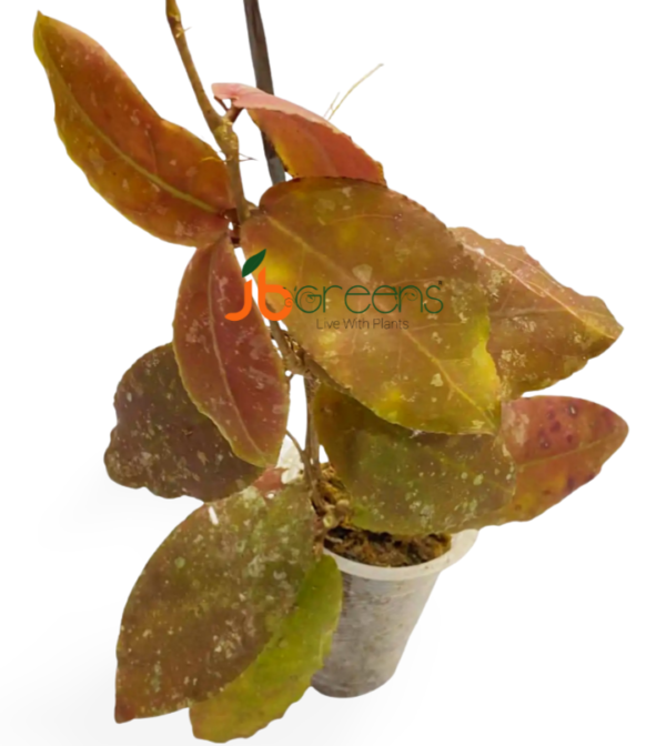 Hoya Undulata