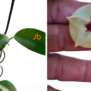 Hoya Wallichiii