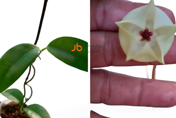 Hoya Wallichiii