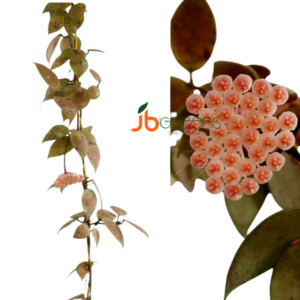 Hoya Walliniana