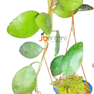 Hoya Waymaniae