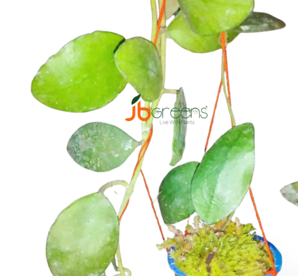 Hoya Waymaniae
