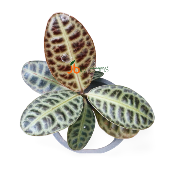Labisia Obtusifolia