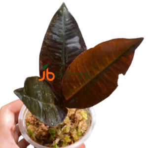 Labisia Posthumusiana Sunarno. (Labisia Dark Leaf)