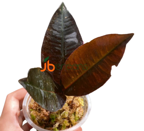 Labisia Posthumusiana Sunarno. (Labisia Dark Leaf)