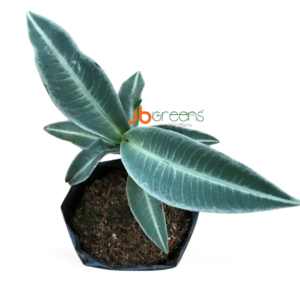 Labisia Pumila Blume Green
