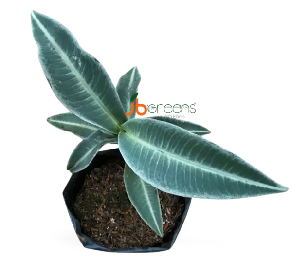 Labisia Pumila Blume Green
