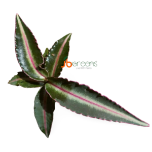 Labisia Pumila Blume Pink