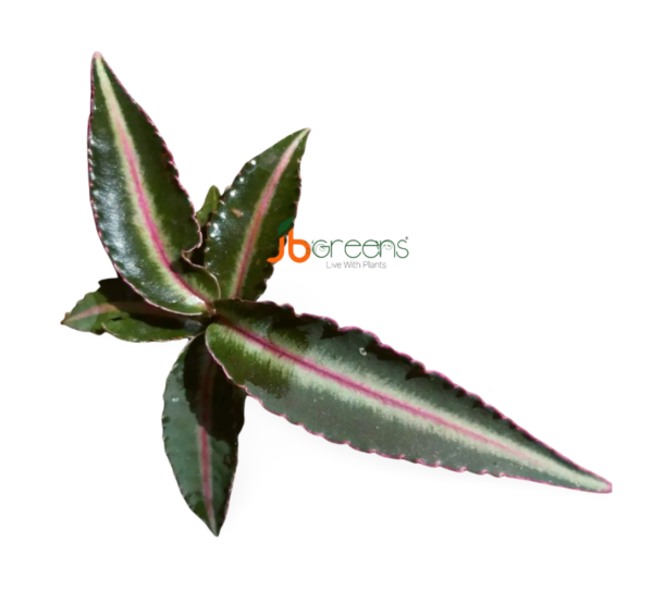 Labisia Pumila Blume Pink