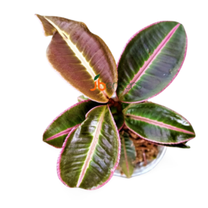 Labisia Pumila Pink Sumatra