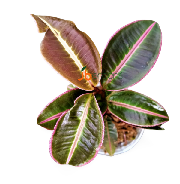 Labisia Pumila Pink Sumatra