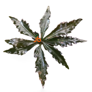 Labisia sp. Boyan