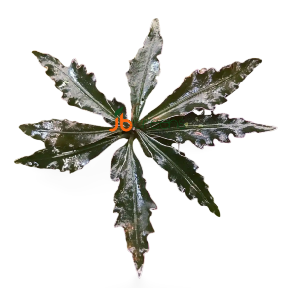 Labisia sp. Boyan